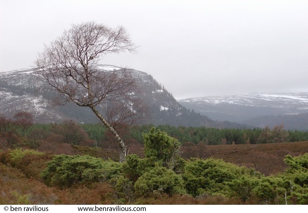 Birch tree and juniper bushes: Morrone Hill, Braemar, Scotland, 29 December 2004