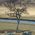 Birch Tree, Dee Valley, Braemar, Scotland, 29 December 2004