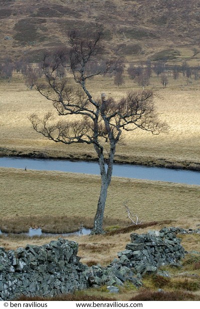 Birch Tree: Dee Valley, Braemar, Scotland, 29 December 2004