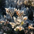 Frosty heather, Braemar, Cairngorms, Scotland, 31 December 2004