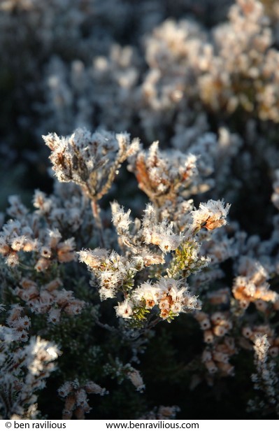 Frosty heather: Braemar, Cairngorms, Scotland, 31 December 2004