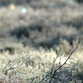 Frosty heather and twigs, Braemar, Cairngorms, Scotland, 31 December 2004