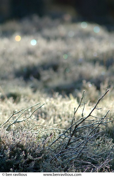 Frosty heather and twigs: Braemar, Cairngorms, Scotland, 31 December 2004