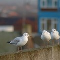 Obsequious seagulls, Calais Hill, Leicester, 06 January 2005