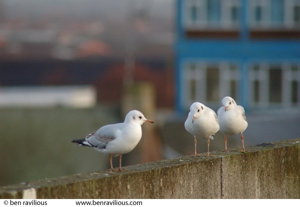 Obsequious seagulls: Calais Hill, Leicester, 06 January 2005