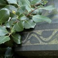 gravestone and holly leaves, Welford Road, Leicester, 16 January 2005
