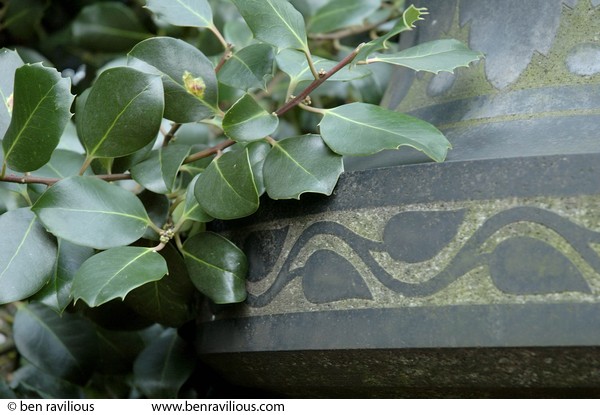 gravestone and holly leaves: Welford Road, Leicester, 16 January 2005