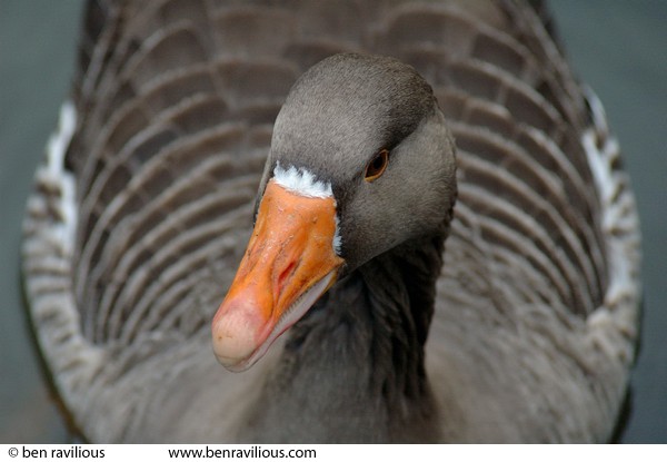 Grey Goose: Abbey Park, Leicester, 30 January 2005