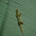 Gecko, Bukit Batok, Singapore, 04 June 2005