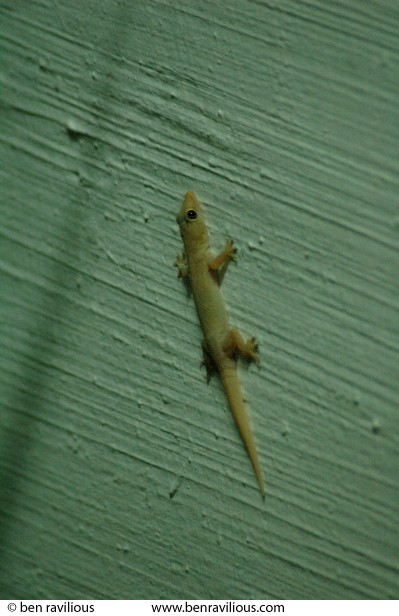 Gecko: Bukit Batok, Singapore, 04 June 2005