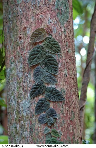 Jungle creeper: Bukit Timah Nature Reserve, Singapore, 05 June 2005