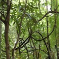 Vines, Bukit Timah Nature Reserve, Singapore, 05 June 2005