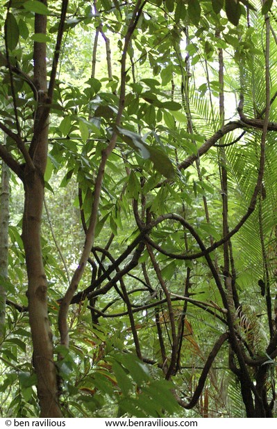 Vines: Bukit Timah Nature Reserve, Singapore, 05 June 2005