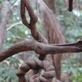 Vines, Bukit Timah Nature Reserve, Singapore, 05 June 2005