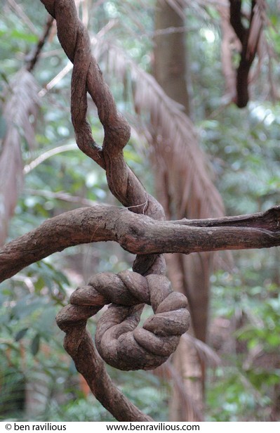 Vines: Bukit Timah Nature Reserve, Singapore, 05 June 2005