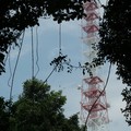 Communication tower in the jungle, Bukit Timah Nature Reserve, Singapore, 05 June 2005