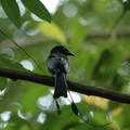 Drongo, Bukit Timah Nature Reserve, Singapore, 05 June 2005