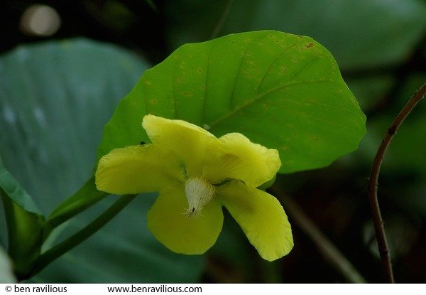 tree flower: Bukit Timah Nature Reserve, Singapore, 05 June 2005