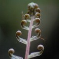 fern frond uncurling, Bukit Timah Nature Reserve, Singapore, 05 June 2005