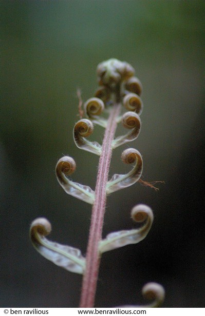 fern frond uncurling: Bukit Timah Nature Reserve, Singapore, 05 June 2005