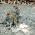 Monkeys, Bukit Timah Nature Reserve, Singapore, 05 June 2005