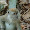 Thoughtful monkey, Bukit Timah Nature Reserve, Singapore, 05 June 2005