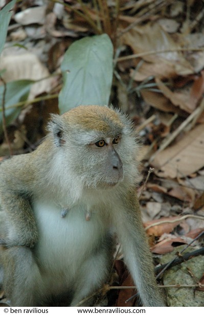 Thoughtful monkey: Bukit Timah Nature Reserve, Singapore, 05 June 2005