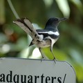 Oriental magpie on a sign, Botanical Gardens, Singapore, 06 June 2005