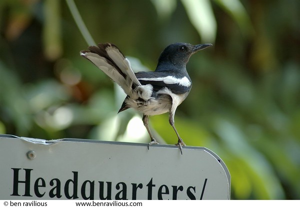 Oriental magpie on a sign: Botanical Gardens, Singapore, 06 June 2005