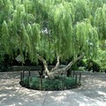weeping tree, Botanic Gardens, Singapore, 06 June 2005