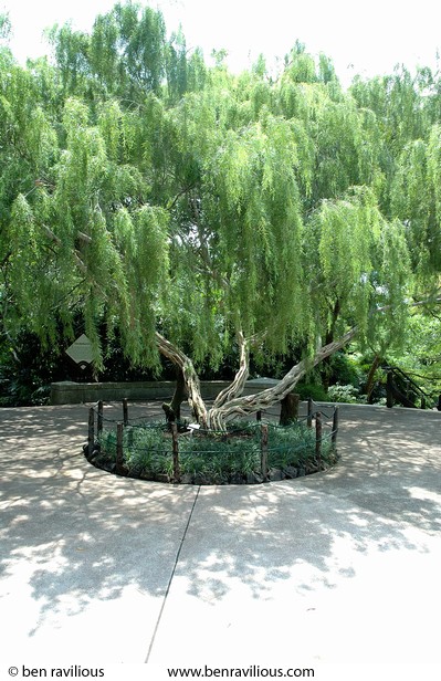 weeping tree: Botanic Gardens, Singapore, 06 June 2005