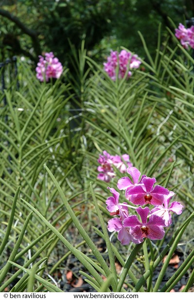 Orchid: Botanic Gardens, Singapore, 06 June 2005