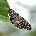 Glassy Tiger butterfly, Sungei Buloh Nature Reserve, Singapore, 08 June 2005