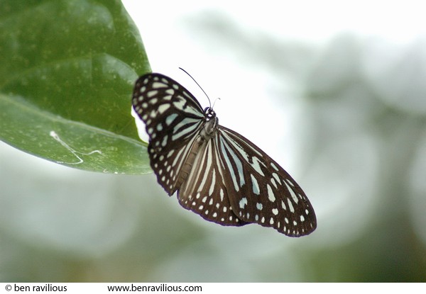 Glassy Tiger butterfly: Sungei Buloh Nature Reserve, Singapore, 08 June 2005