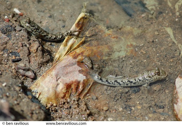Mud skippers: Pulau Ubin, Singapore, 10 June 2005