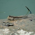 Mud skipper, Pulau Ubin, Singapore, 10 June 2005