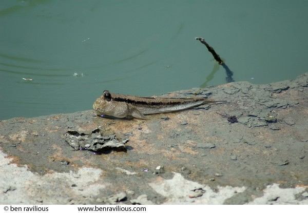 Mud skipper: Pulau Ubin, Singapore, 10 June 2005