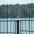 Crane sitting on a fence, Pulau Ubin, Singapore, 10 June 2005