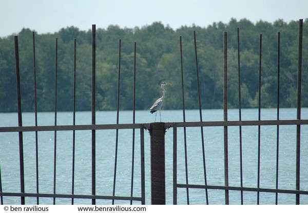 Crane sitting on a fence: Pulau Ubin, Singapore, 10 June 2005