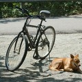 Bicycle and basking dog, Pulau Ubin, Singapore, 10 June 2005