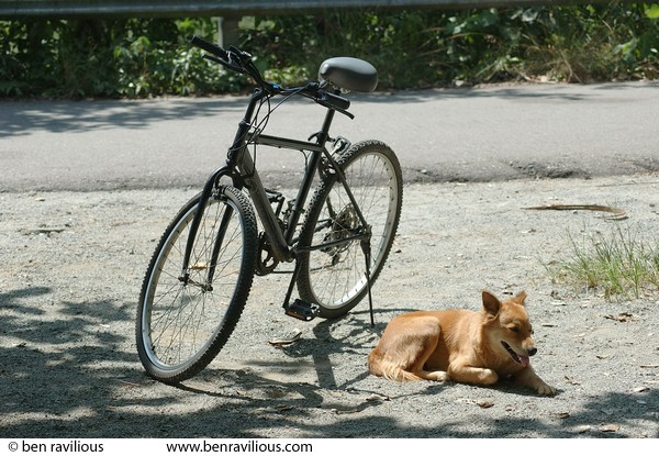 Bicycle and basking dog: Pulau Ubin, Singapore, 10 June 2005