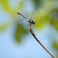 Dragonfly on a twig, Pulau Ubin, Singapore, 10 June 2005