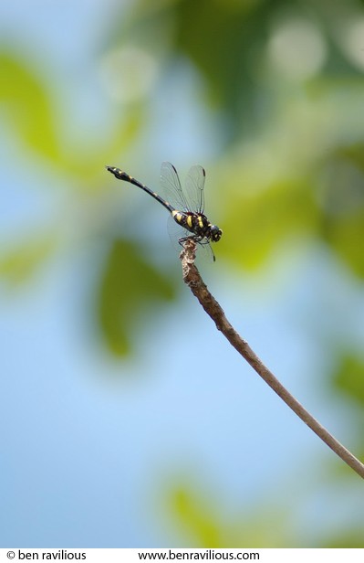 Dragonfly on a twig: Pulau Ubin, Singapore, 10 June 2005