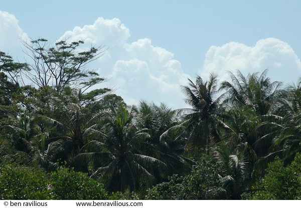 Jungle and clouds: Pulau Ubin, Singapore, 10 June 2005