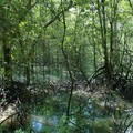 Mangrove swamp, Pulau Ubin, Singapore, 10 June 2005