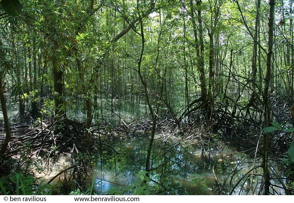 Mangrove swamp: Pulau Ubin, Singapore, 10 June 2005
