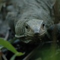 Monitor lizard in the undergrowth, Pulau Ubin, Singapore, 10 June 2005
