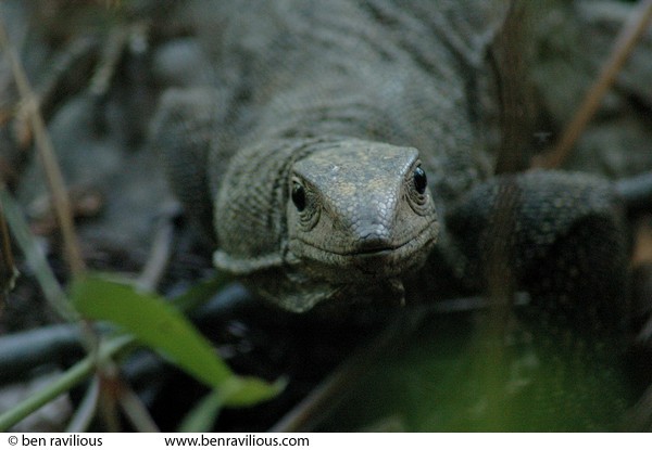 Monitor lizard in the undergrowth: Pulau Ubin, Singapore, 10 June 2005