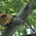 Squirrel eating a Jackfruit, Bukit Batok Nature Park, Singapore, 12 June 2005