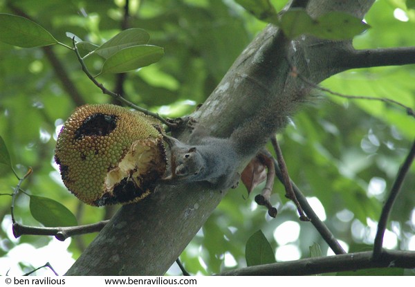 Squirrel eating a Jackfruit: Bukit Batok Nature Park, Singapore, 12 June 2005
